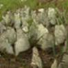 Многотысячные полчища бабочек и мух «оккупировали» Первоуральск