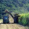 Дожди уничтожают сахарный тростник в Бразилии