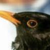 Загадочная гибель птиц в Новокузнецке
