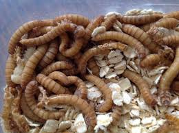 Black Soldier Fly Larvae As a Waste Management Tool With Environmental Benefits