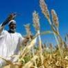 Засуха в Анголе затронула фермеров