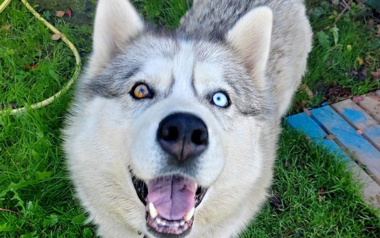 Вам нужна собака?