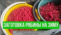 Заготовка черноплодной и красной рябины на зиму - полезные рецепты центра здоровья "Живой источник"