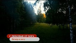 Вечер в лесу | С любовью от Бога