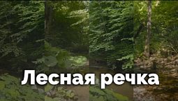 Лесная речка | С любовью к русской природе