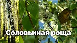 Соловьиная роща | С любовью к русской природе