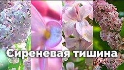 Сиреневая тишина | С любовью к русской природе