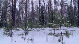 Бог соединился с человечеством | С любовью к русской природе