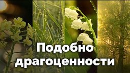 Подобно драгоценности | С любовью к русской природе
