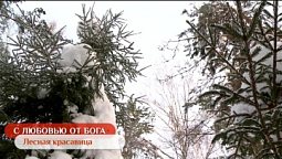 Лесная красавица | С любовью от Бога