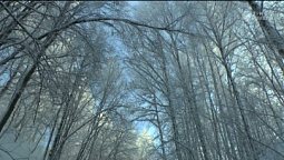 Белоснежный наряд леса | Библия и природа