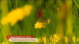 Перламутровка блестящая | С любовью от Бога