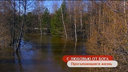 Просыпающаяся жизнь | С любовью от Бога