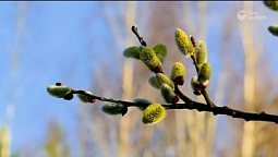 Вербное пробуждение | Библия и природа