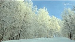 Зимний ролик | Библия и природа