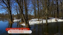 Ростополь в лесу | С любовью от Бога
