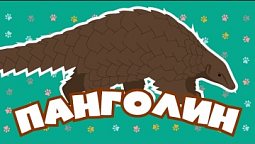 Панголин. Верить в себя несмотря ни на что