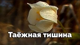 Таёжная тишина | С любовью к русской природе