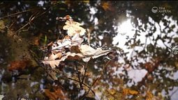 Осенний ролик | Библия и природа