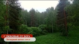 Вечерний шёпот леса | С любовью от Бога