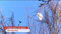Лесная тишь | С любовью от Бога