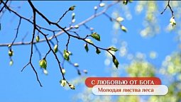 Молодая листва леса | С любовью от Бога