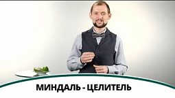 Миндаль - целитель | Полезная минутка