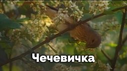 Чечевичка Самка | Природные открытки