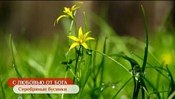 Серебряные бусинки | С любовью от Бога