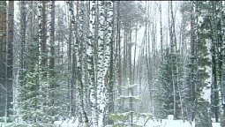 Белее снега | Библия и природа