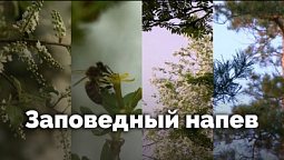 Заповедный напев | С любовью к русской природе