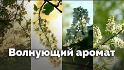 Волнующий аромат | С любовью к русской природе