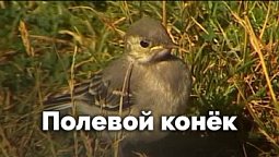 Полевой конёк | Природные открытки