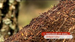 Добрая суета | С любовью от Бога